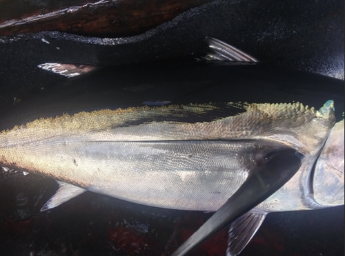 This marked fish may look big, but it’s only around 11 lbs.